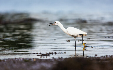 Little Egret (Egretta garzetta) in environment at low tide