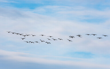 Canada Goose, Branta canadensis - Canada Geese in flight on the sky