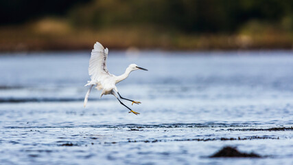 Little Egret (Egretta garzetta) in environment at low tide