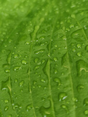 Green leaves after rain