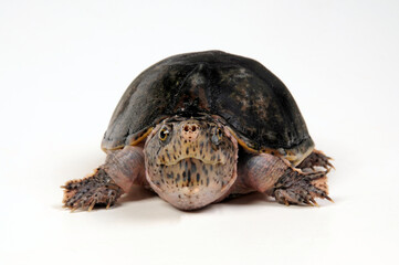 Kleine Moschusschildkröte // Loggerhead musk turtle (Sternotherus minor)