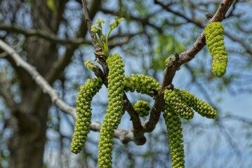 many green long fruits of catkins on gray tree branches in a spring park