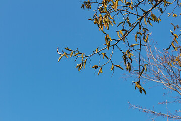 Carpinus betulus in bloom