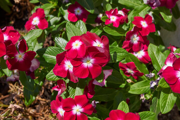 Catharanthus roseus