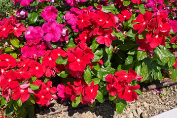 Catharanthus roseus