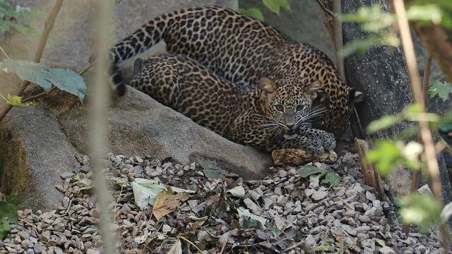 Sri Lankan leopard cub, Panthera pardus kotiya