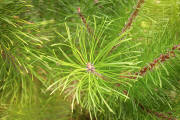 bright green branch of the Christmas tree close-up