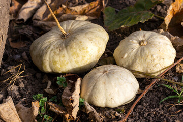 Flat White Boer, growing pumpkin, pumpkin on the ground in the field