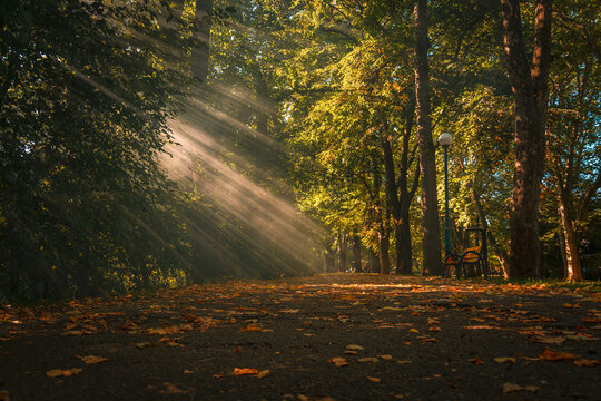 Prześwit porannych promieni  słońca w Parku Włókniarzy w Bielsku-Białej jesienią