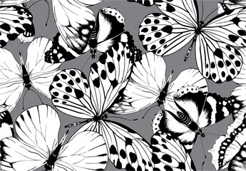 Vector pattern of black and white butterflies on a gray background