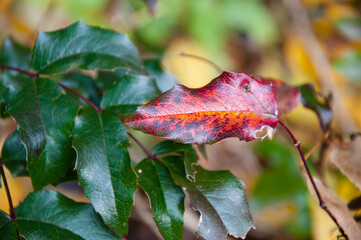 green and red leaves. macro photography background. nature autumn