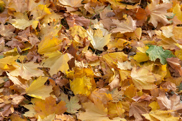 fallen yellow leaves, autumn concept