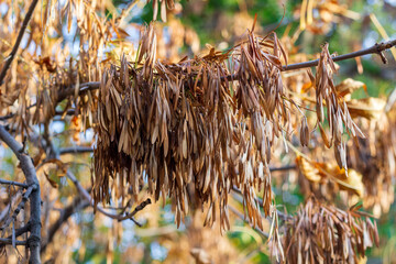 seeds, hay, ash tree, european ash, fraxinus excelsior, keys, excelsior, species, nature, fall,...