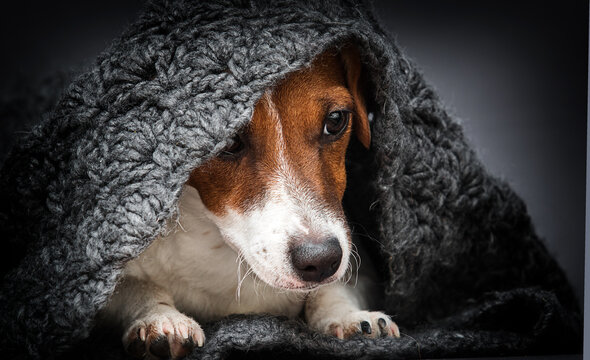 dog hid under a blanket