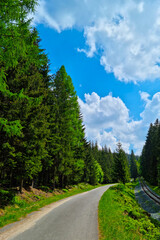 Picturesque view of the green forest against the blue sky.