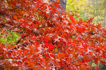 oak leaves red color of tree branch in autumn season, closeup background
