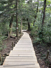 Obraz premium 野山のトレッキング道