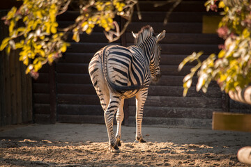 Zebra obrócona tyłem
