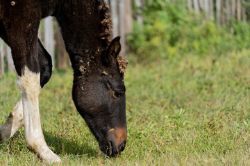 Fototapeta premium Foal in the meadow