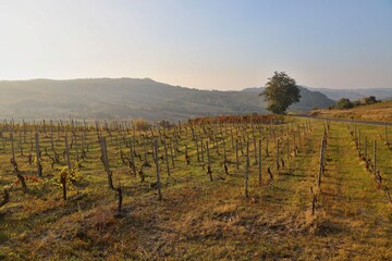 Fototapeta premium Vigneti Oltrepo Pavese