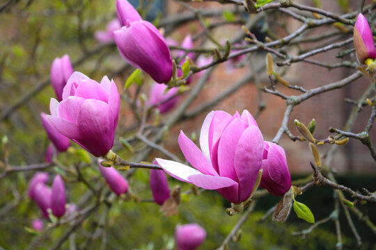 A branch of a flowering magnolia in the park close-up.