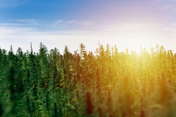 Medical Sativa Cannabis growing outside at sunset evening.Marijuana plant outdoor cannabis farm field.Low angle.