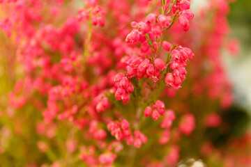 Close up flowering Calluna vulgaris, common heather, ling, or simply heather