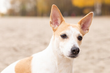 Jack Russell Terrier, a small playful dog on the sand