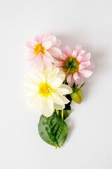 Beautiful flower composition, frame of dahlias on a white background. Pink, white and yellow flowers, mockup or template