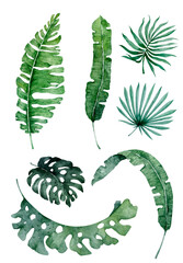 Watercolor gentle light palm leaves. Tropical isolated leaf on white background