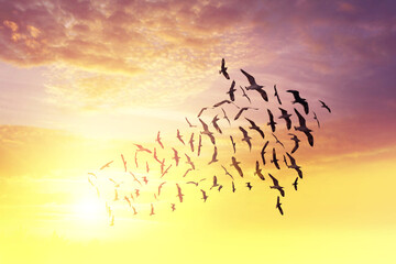 Birds flying in sky arrow shape, teamwork concept, at sunrise background