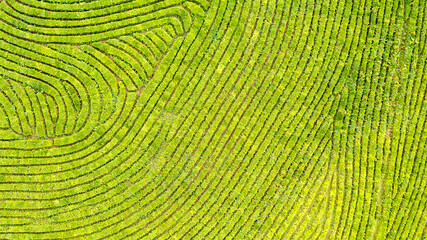 Aerial view shot from drone of green tea plantation, Top view aerial photo from flying drone of a tea plantation