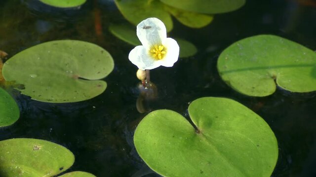 Flower and leaves of Common Frogbit or European frog's-bit (Hydrocharis morsus-ranae) on the surface of a freshwater reservoir.