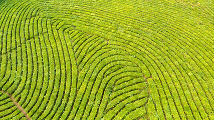 Aerial view shot from drone of green tea plantation, Top view aerial photo from flying drone of a tea plantation