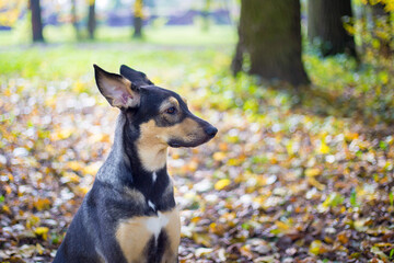 Close up portrait of a hound dog in an autumn park