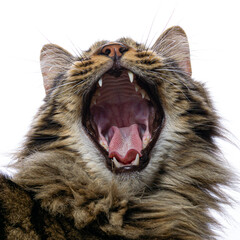 The cat yawns. On a white background
