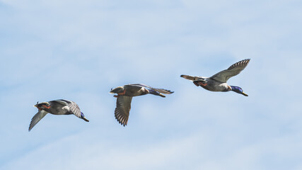 Obraz premium duck in flight sequence