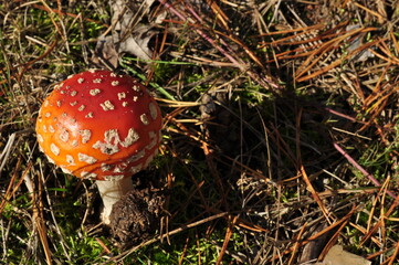 Amanita mushroom, close-up. A mushroom against the background of needles that have fallen to the ground.
