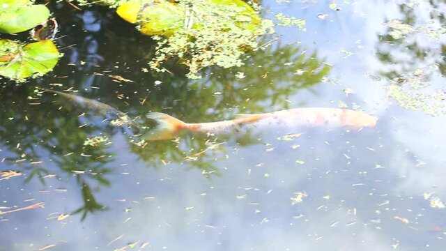 Giant Koi Karp swimming in a manmade pond within a Japanese Zen style garden.