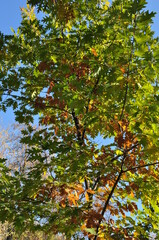 Autumn picture. Treetop with green and yellow leaves. Tree against the blue sky.