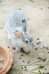 cute rabbit on cement floor