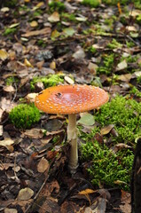 Amanita mushroom with a red cap and white dots. Mushroom on a background of green moss and dry leaves.