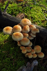 Mushrooms on the trunk of a fallen tree. Mushrooms on a background of green moss. Background, autumn.