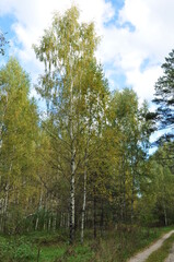 Fototapeta na wymiar Panorama of the autumn forest. Dirt road among birches with yellow leaves.