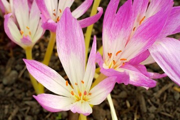 サフランの花（赤紫色）