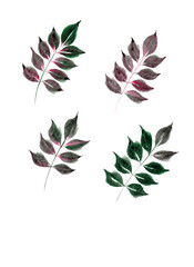 Rosehip leaves, autumn watercolor illustration. Hand painted.