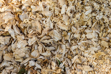 Wood chips. Remains of a tree covered with beavers. Beaver food in the wild.  Woodchips, chips from a felled tree, top view. Structure, background, pattern, wallpaper, material, natural raw material.