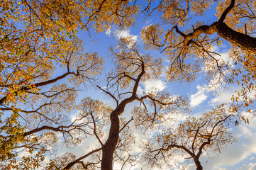 An incredibly beautiful sunset against the background of tree branches. The clouds are colored orange-red. Play of colors of an autumn sunset on a blue sky with clouds. Landscape.