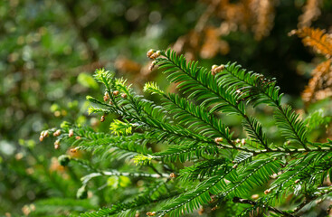 Close-up of green leaves of evergreen Sequoia sempervirens Glauca (Coast Redwood Tree) in Arboretum Park Southern Cultures in Sirius (Adler) Sochi. Nature wallpaper, copy space.