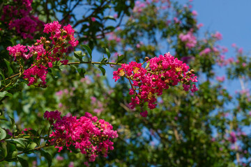 Obraz premium Bright pink flowers blossom of Сrape myrtle tree (Lagerstroemia indica) on blurred green background in city park Krasnodar. Close-up selective focus. Public landscape Galitsky park in summer 2021